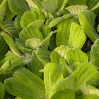 Water Lettuce
