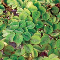 Salvinia