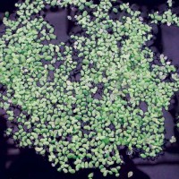 Duckweed