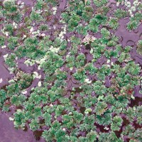 Azolla