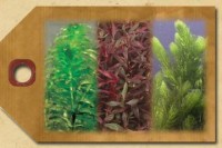 Submerged Plants