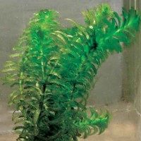 Anacharis