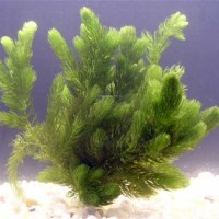 Hornwort