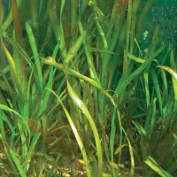 Jungle Val