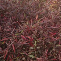Red Hygrophila