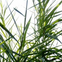 Golden Reed