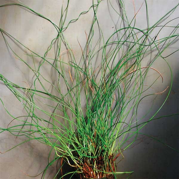 Reeds and Rushes Hardy Bog Plants