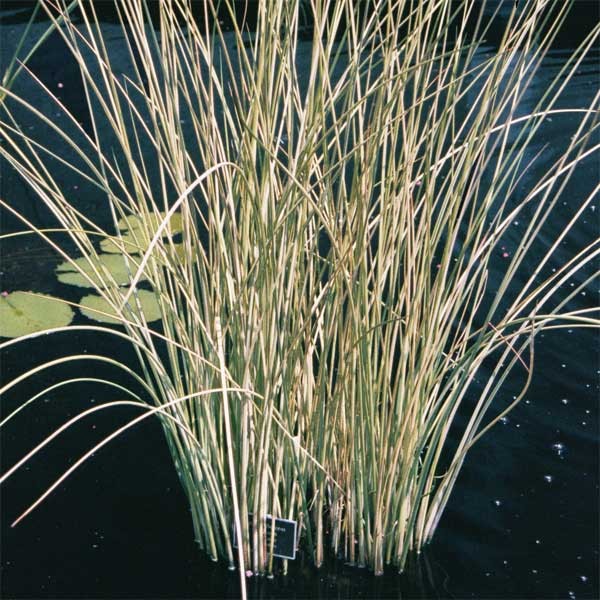 Reeds and Rushes Hardy Bog Plants