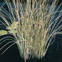 White Rush