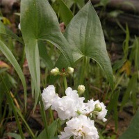 Japanese Double Flowering Arrowhead