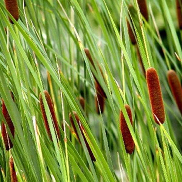 Cattails Hardy Bog Plants