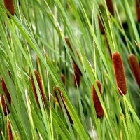 Graceful Cattail