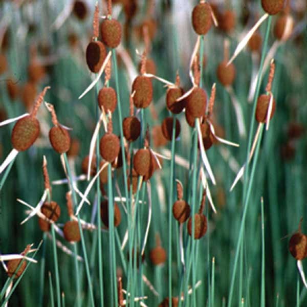Cattails Hardy Bog Plants