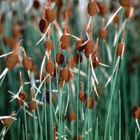 Miniature Cattail