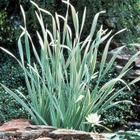 Variegated Cattail