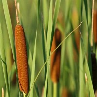 Cattail Standard