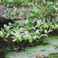 Bogbean