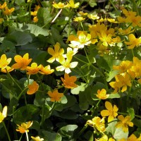 Marsh Marigold