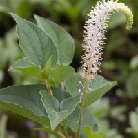 Lizard's-Tail