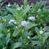 Water Forget-Me-Not