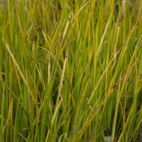 Sweetflag, Dwarf Golden 