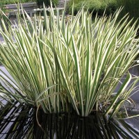 Sweetflag, Variegated 