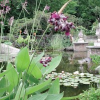 Hardy Canna