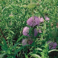 Water Spearmint