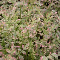 Variegated Water Celery