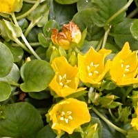 Creeping Jenny