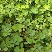 Water Clover
