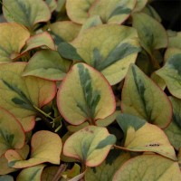 Houttuynia cordata 'Chamaeleon'