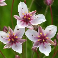 Flowering Rush