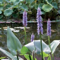 Pickerel Rush
