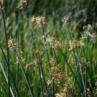 Giant Bulrush