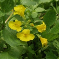 Monkey Flower