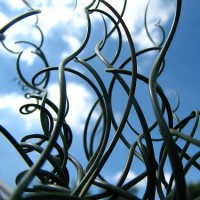 Corkscrew Rush Blue Medusa 