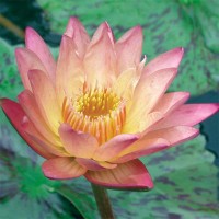 Nymphaea 'Albert Greenberg'