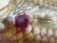Anchor Worm