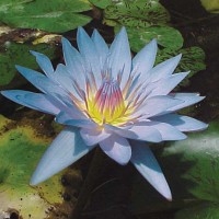 Nymphaea 'Blue Beauty'