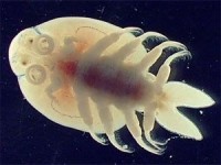 Fish Lice (Argulas)