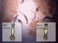 Skin and Gill Flukes