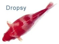 Dropsy or Pine-Cone Disease 