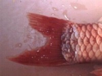Finrot and Ulcers