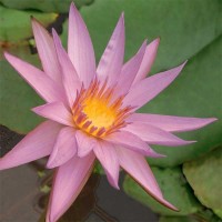 Nymphaea 'C.W. Ward'
