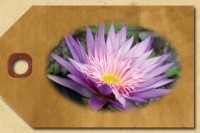 Featured Lilies