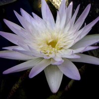 Nymphaea 'Avalanche'