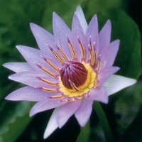 Nymphaea 'Colorata'