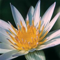 Nymphaea 'Dauben'
