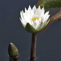 Nymphaea 'Josephine'